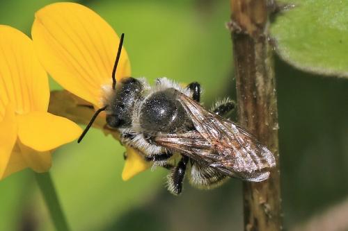 Réf. 265 511 : Osmia sp.